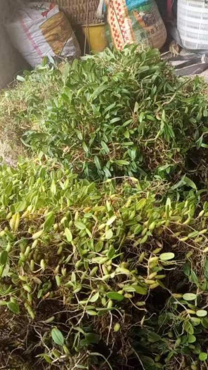 石橄榄单叶小果批发