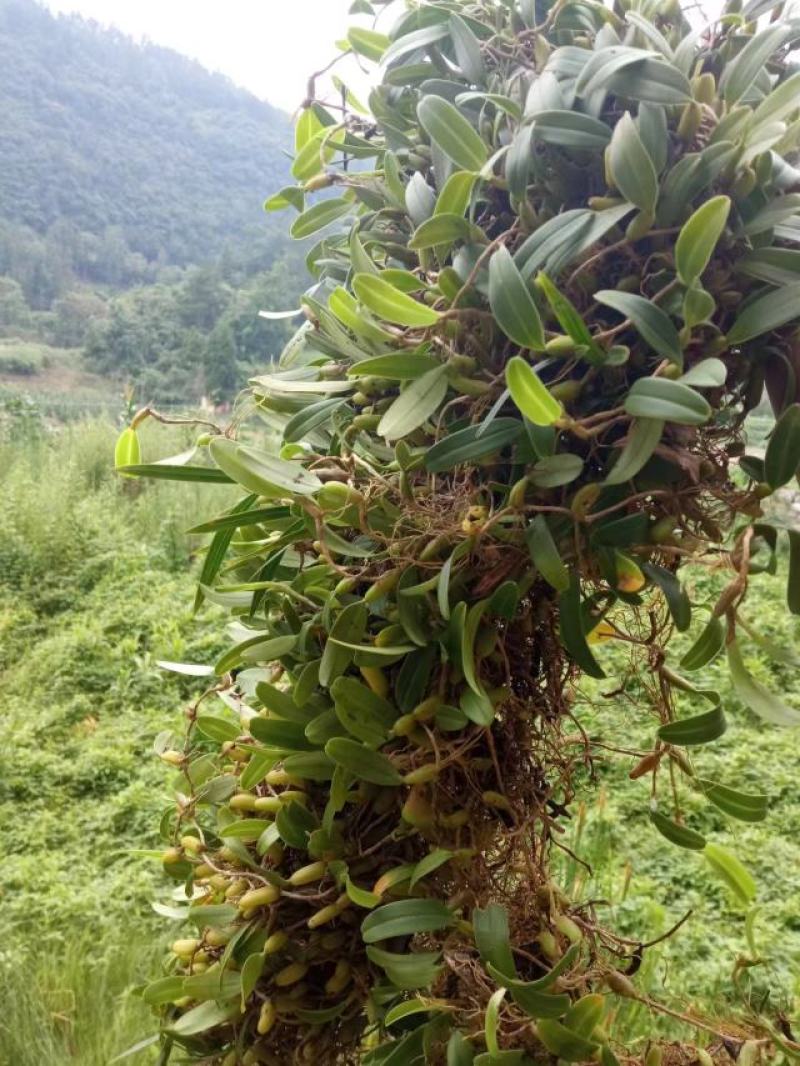 石橄榄单叶小果批发