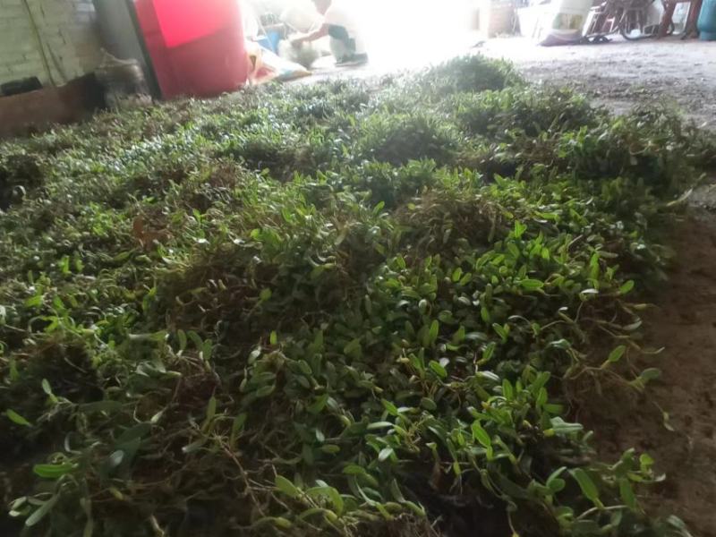 石橄榄单叶小果批发