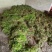 石橄榄单叶小果批发