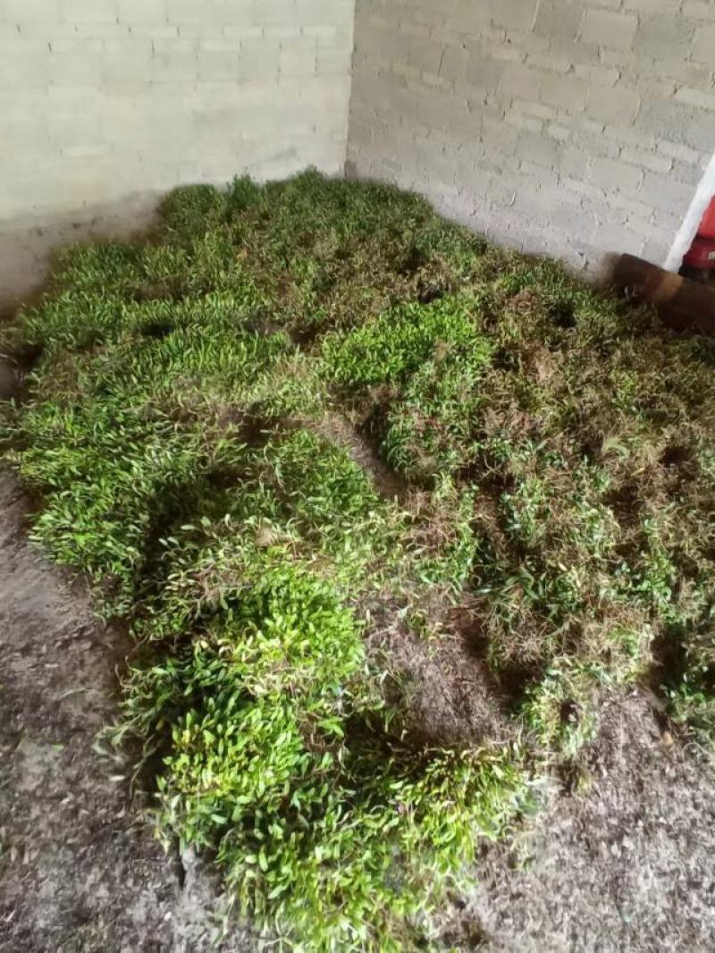 石橄榄单叶小果批发