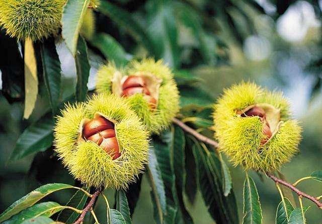 新鲜核桃果实在枝头成熟