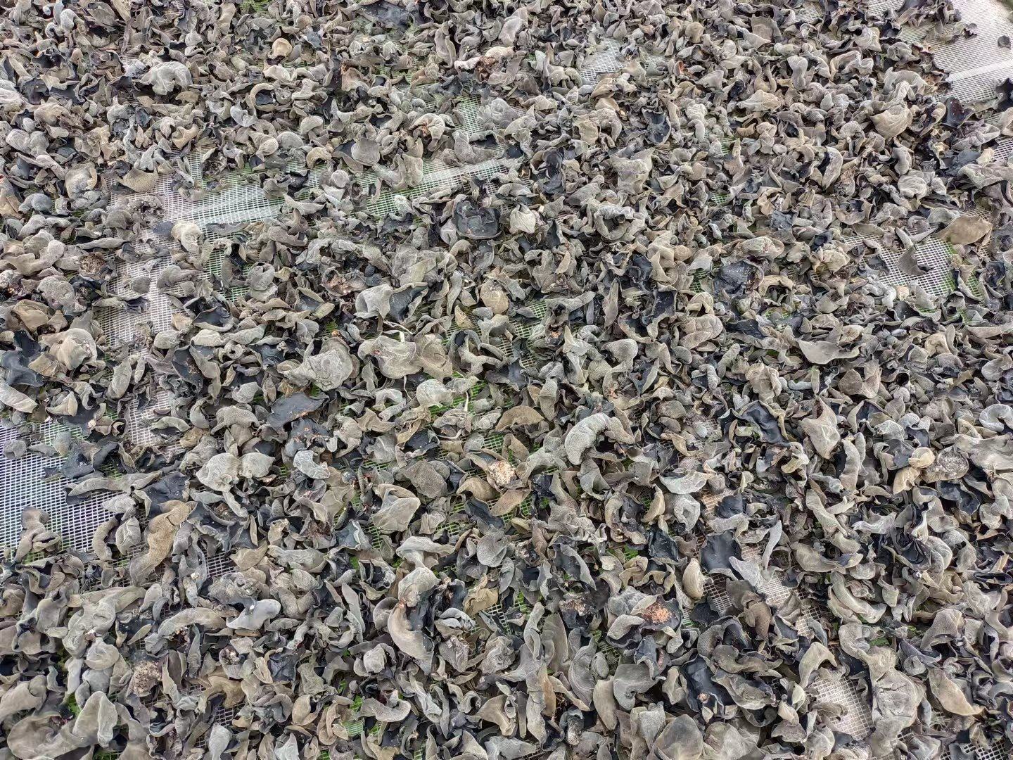 清晨阳光下的东宁秋木耳晾晒场,成排的黑色耳片整齐铺展在塑料网架上,背景可见远处山林环绕的村落,农民正在翻晒木耳,空气中弥漫着湿润的森林气息 东宁秋木耳晾晒场景