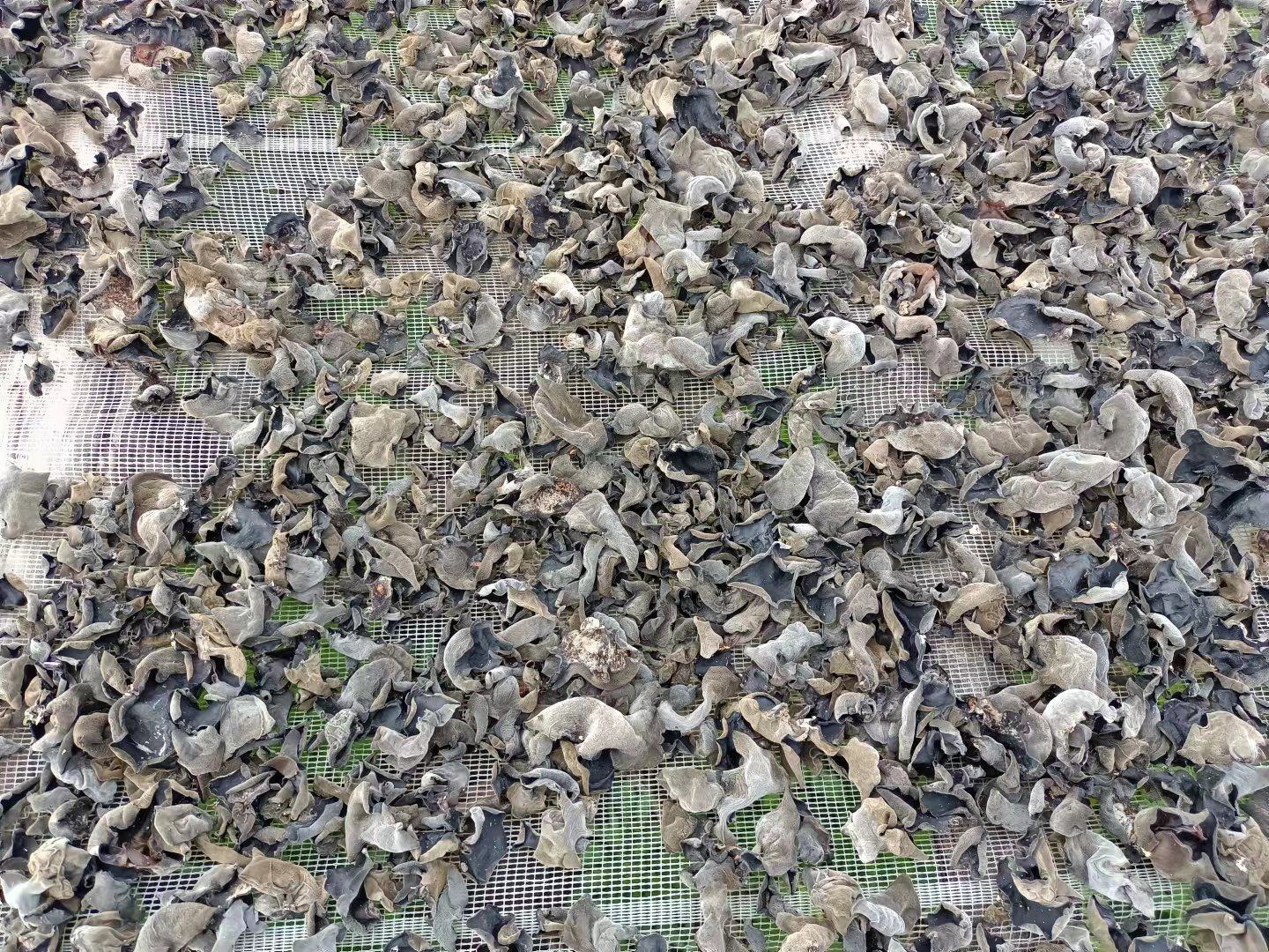 晾晒的秋木耳特写 晾晒的秋木耳特写