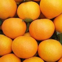 四川精品爱媛果冻橙，产地直发，大量供应，欢迎采购