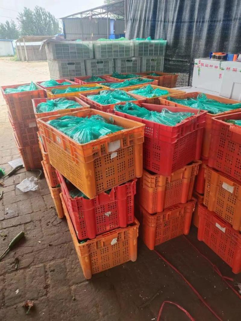 丝瓜大量有货全国接单耐运输提供各类包装