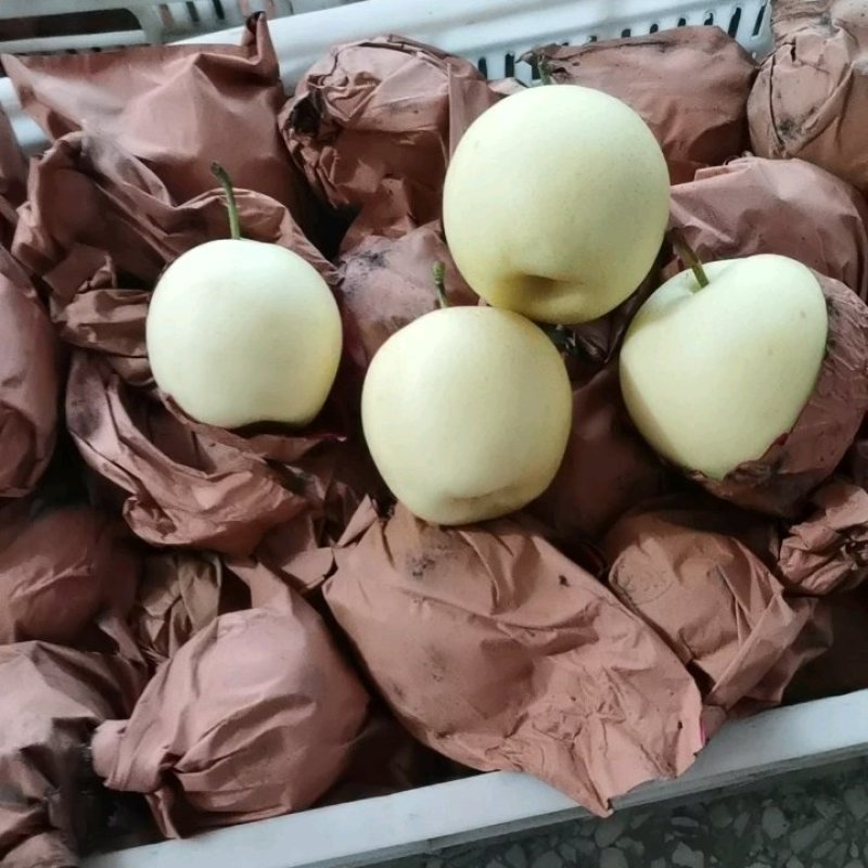 《产地供应》纸袋皇冠梨大量上市了皮薄肉细，个头大