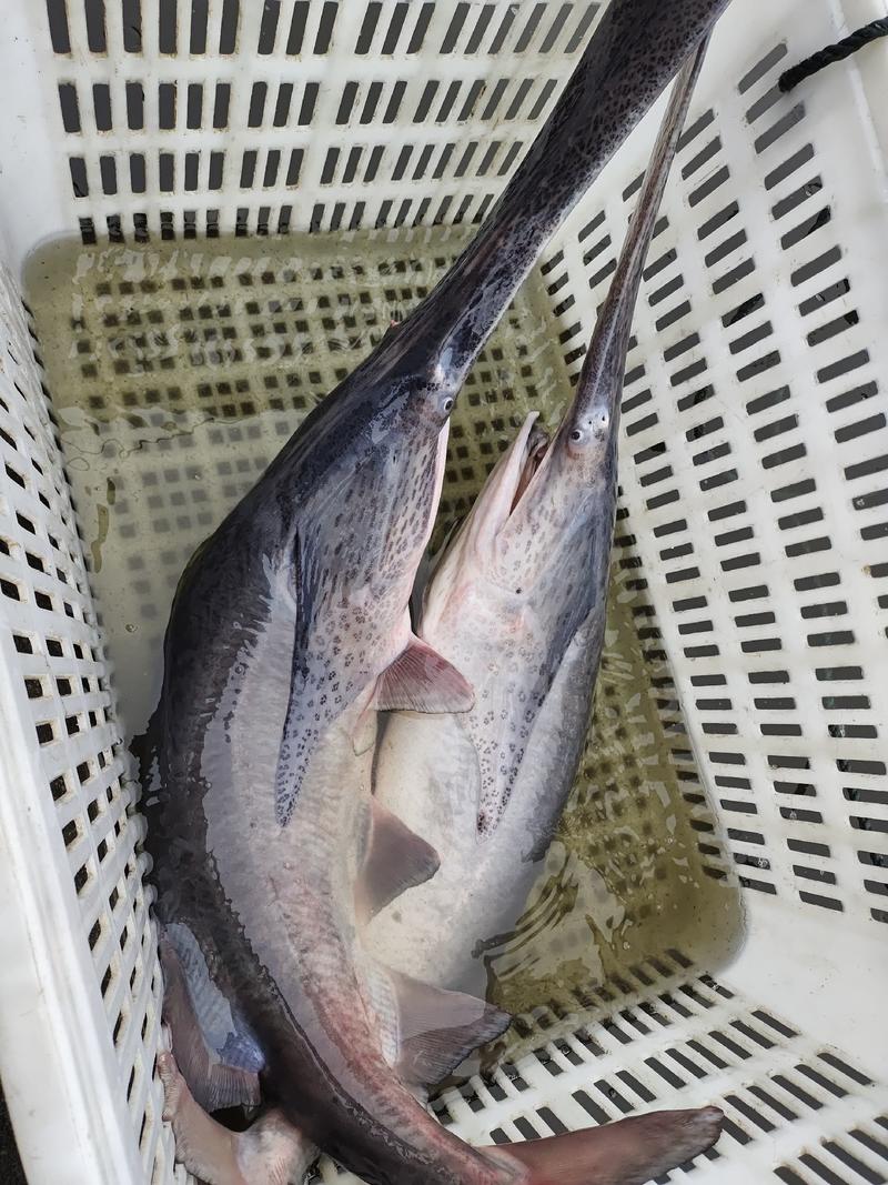 鸭嘴鱼养殖基地批发鸭嘴鱼成鱼3斤