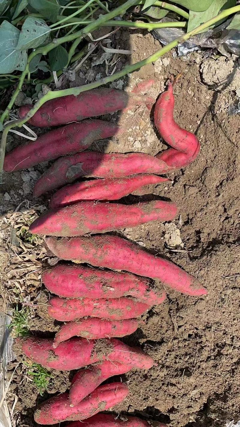 西瓜红红薯大量上市产地直发对接各大电商批发商