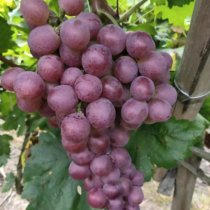 红提大量上市价格美丽，蓝玉葡萄2.8。糖度18以上。