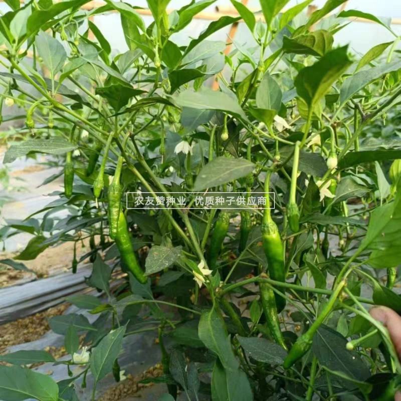永优樟树港辣椒种子樟树镇特产辣椒种子椒香浓烈特耐寒早熟