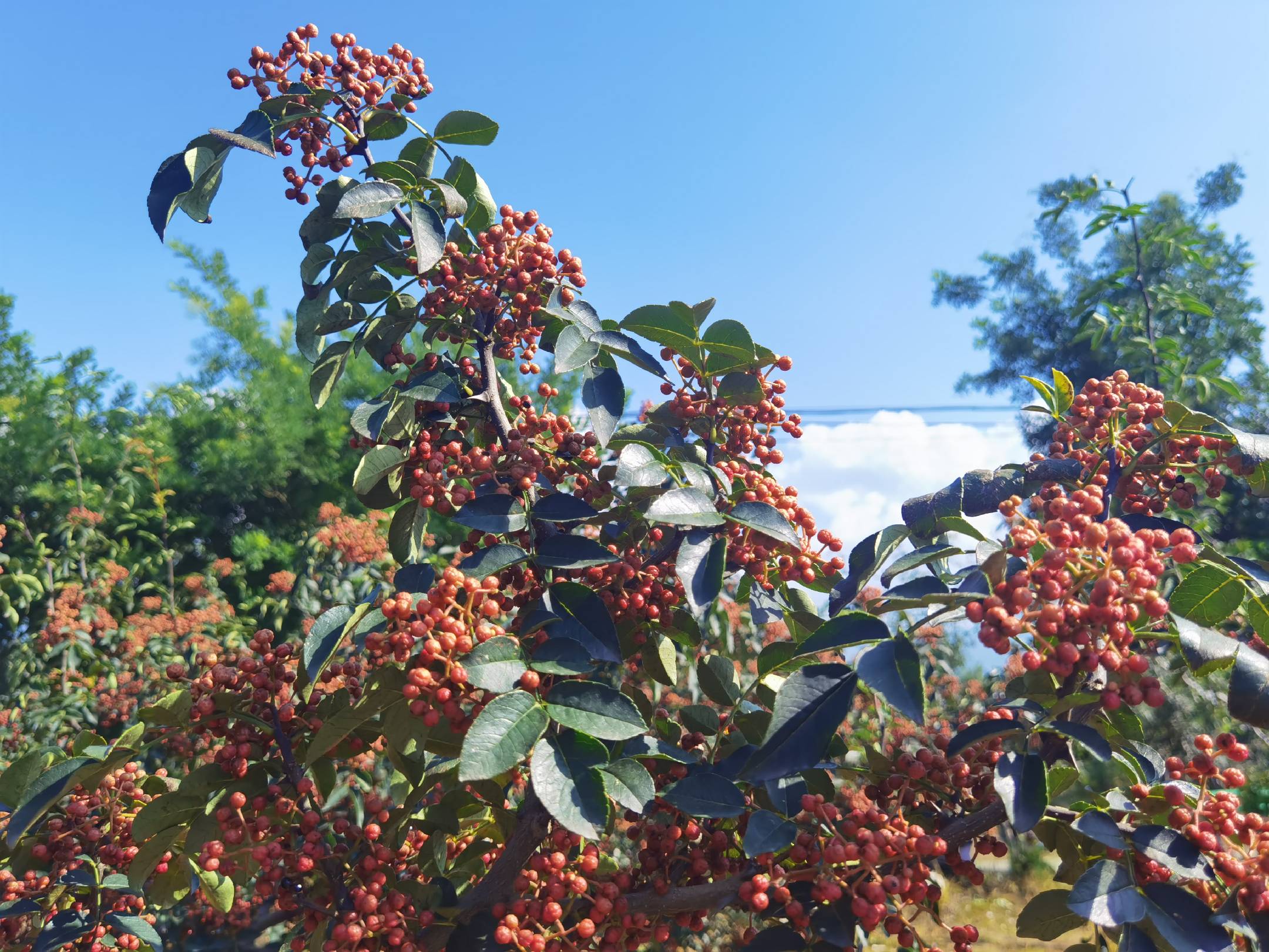 花椒树开花特写