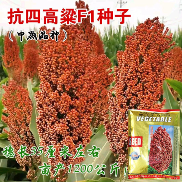 抗四高粱种子矮杆高粱种子1袋2斤