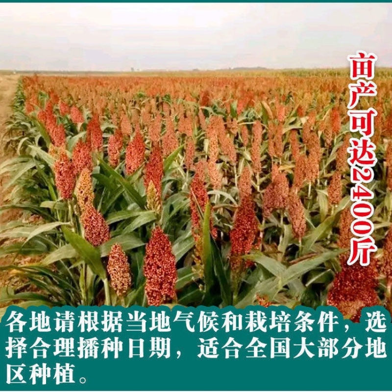 抗四高粱种子矮杆高粱种子1袋2斤