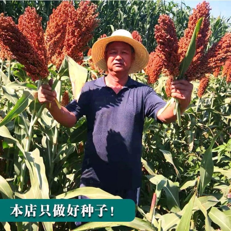 抗四高粱种子矮杆高粱种子1袋2斤