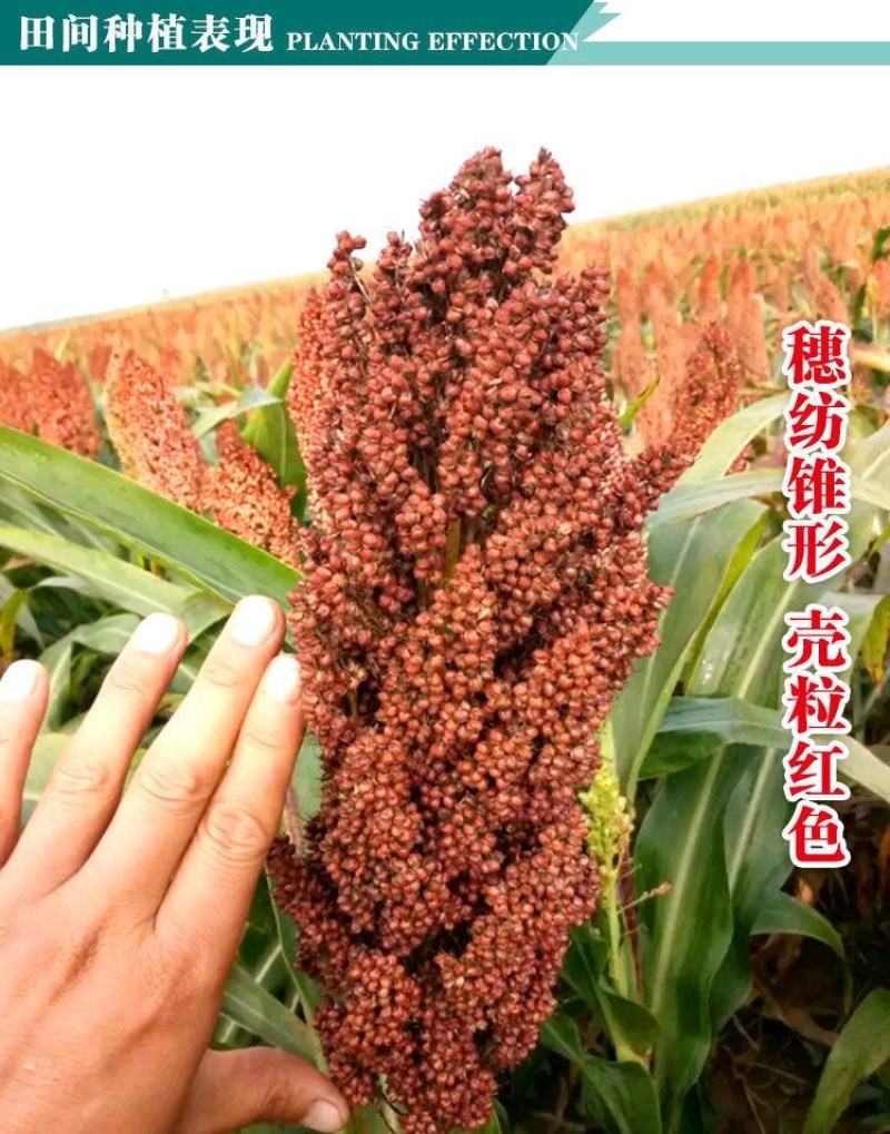 抗四高粱种子矮杆高粱种子1袋2斤