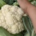精品有机花菜松花菜货源充足价格优惠白面青梗大量供应