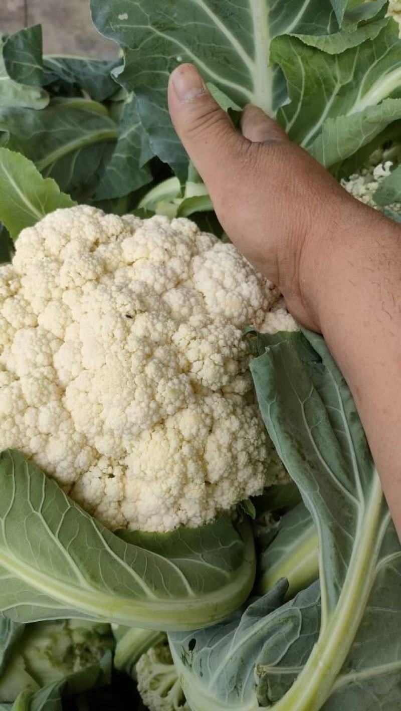 精品有机花菜松花菜货源充足价格优惠白面青梗大量供应