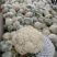 精品有机花菜松花菜货源充足价格优惠白面青梗大量供应