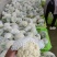 精品有机花菜松花菜货源充足价格优惠白面青梗大量供应