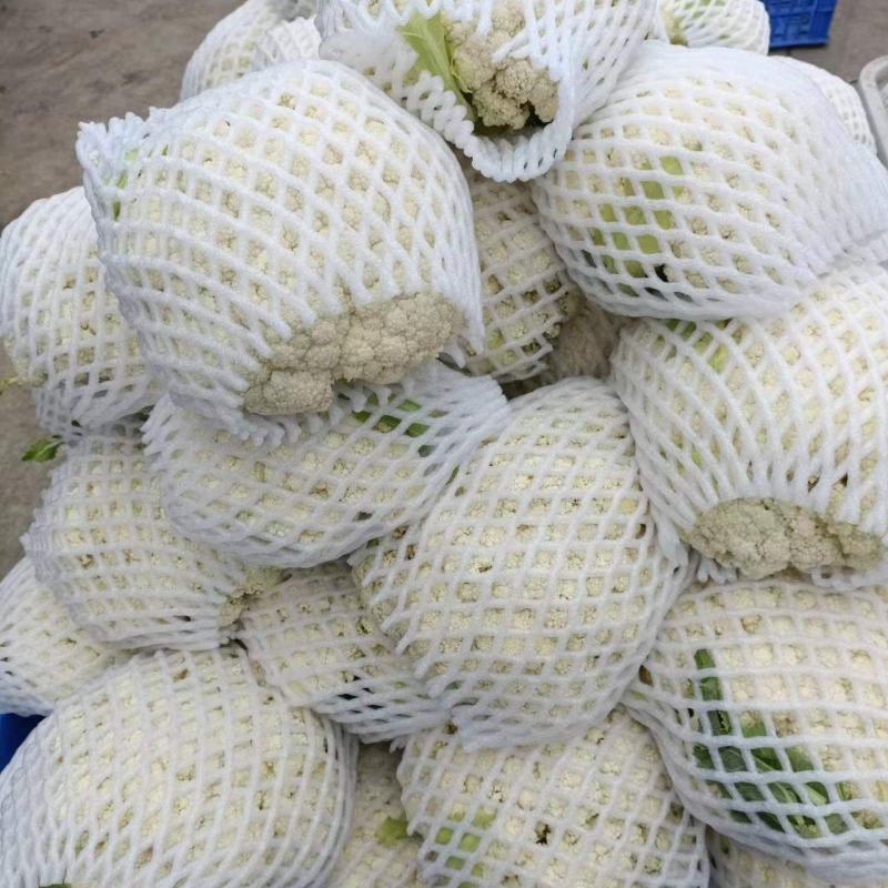 精品有机花菜松花菜货源充足价格优惠白面青梗大量供应