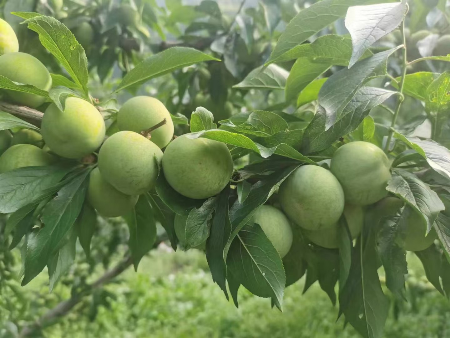 新鲜采摘的云南脆红李特写