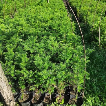 优质红豆杉杯苗50厘米高高成活量大从优欢迎来电洽谈