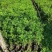优质红豆杉杯苗50厘米高高成活量大从优欢迎来电洽谈