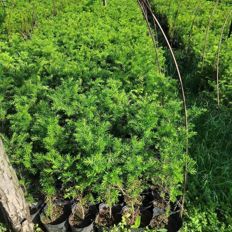 优质红豆杉杯苗50厘米高高成活量大从优欢迎来电洽谈