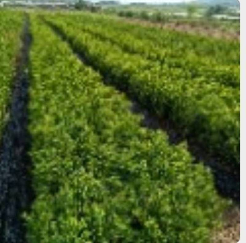 优质红豆杉杯苗50厘米高高成活量大从优欢迎来电洽谈