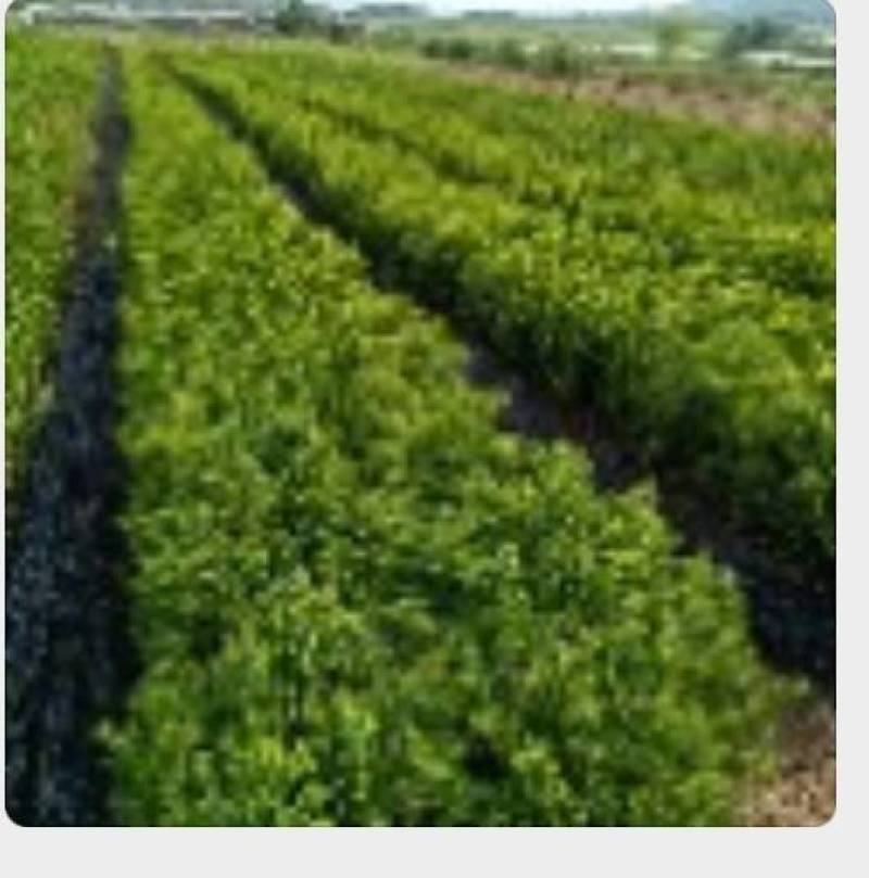 优质红豆杉杯苗50厘米高高成活量大从优欢迎来电洽谈