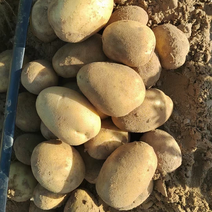 内蒙古土豆上市中四子王旗产地直供希森土豆保质保量
