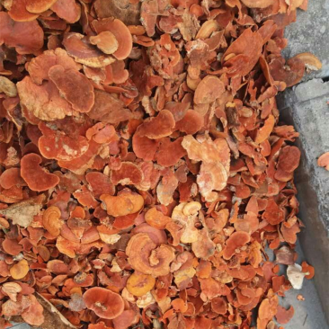 红栓菌朱红栓菌血红栓菌