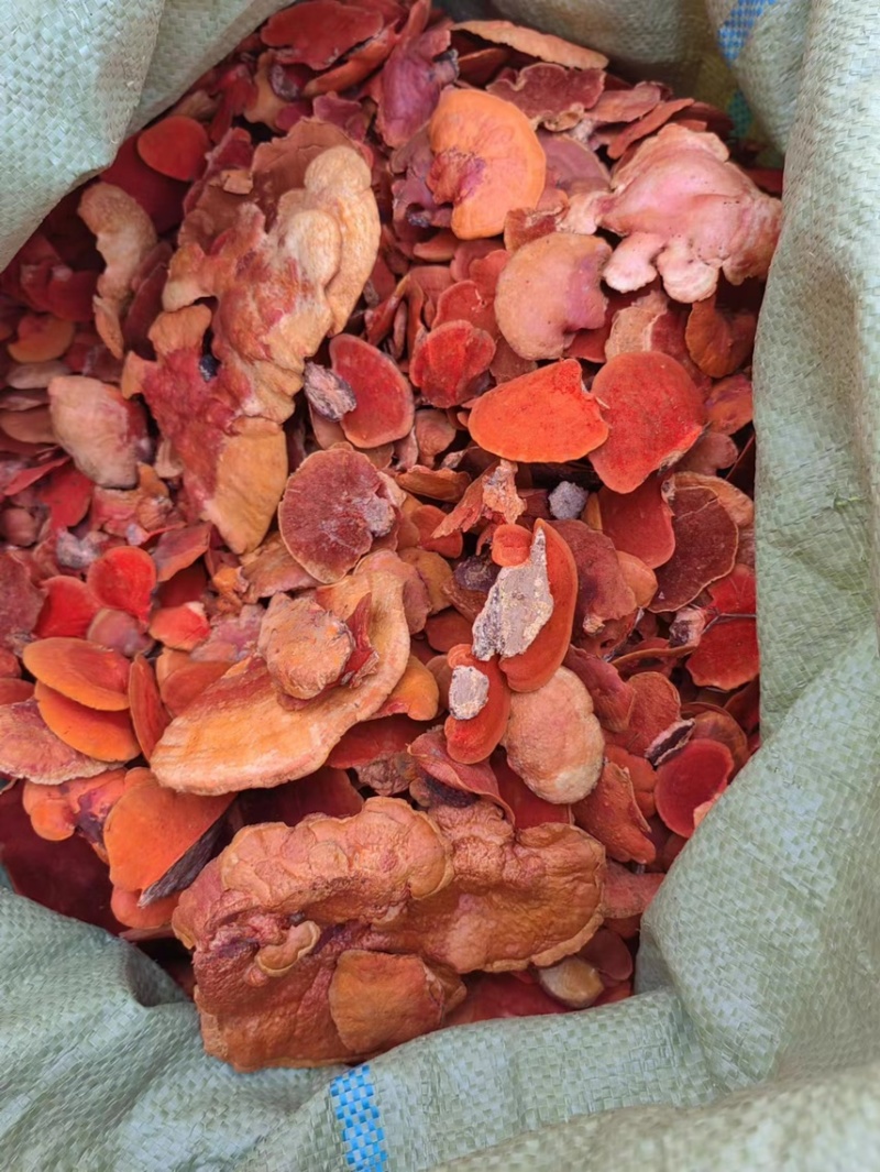 红栓菌朱红栓菌血红栓菌