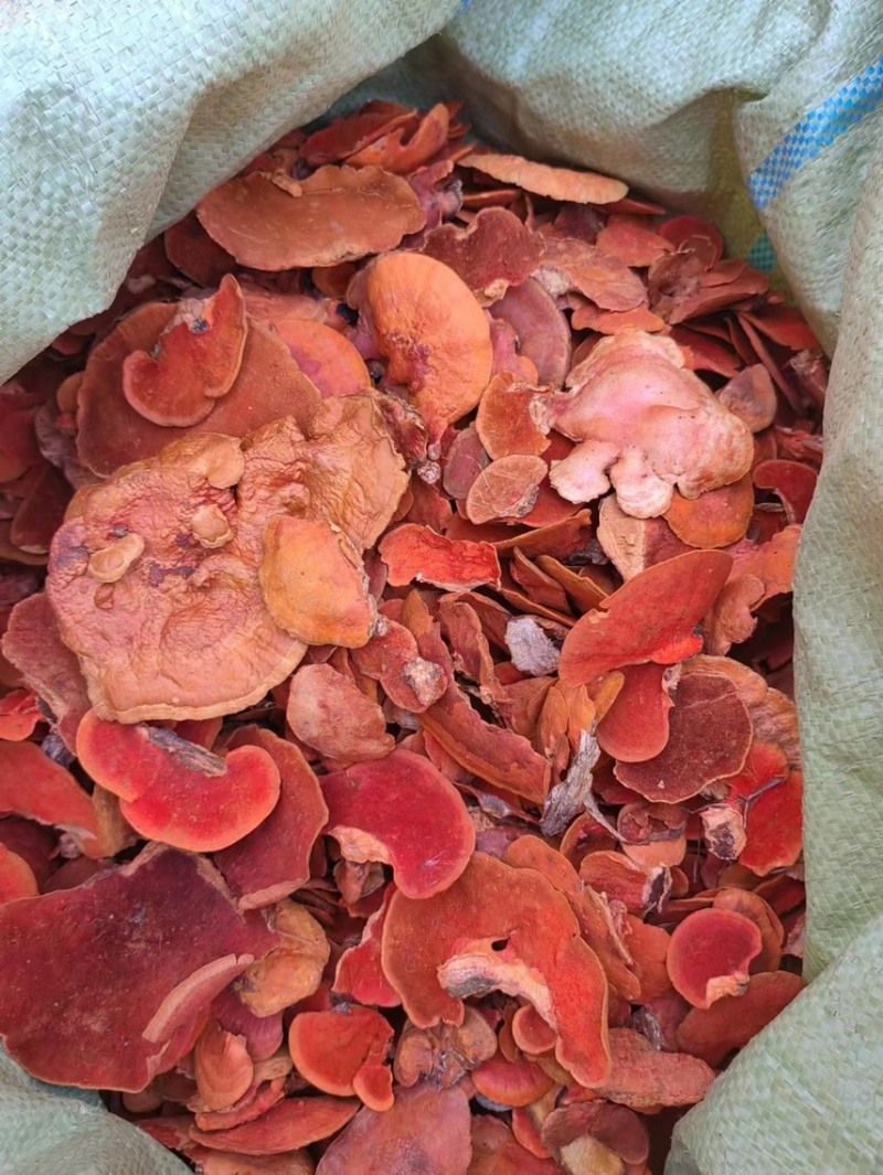 红栓菌朱红栓菌血红栓菌