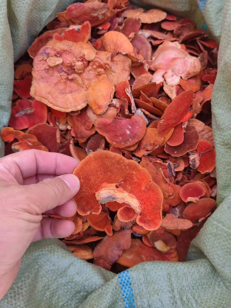 红栓菌朱红栓菌血红栓菌
