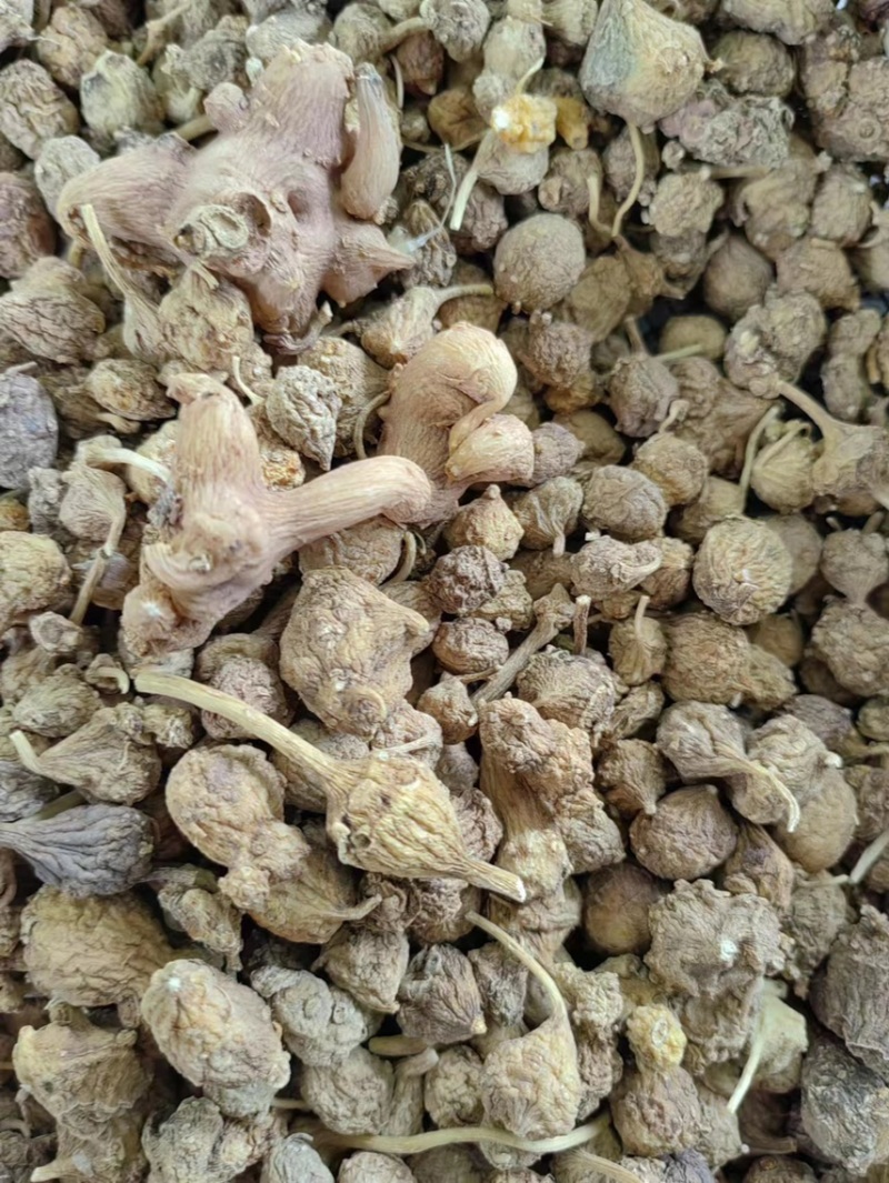 藏三七野生三七西藏三七
