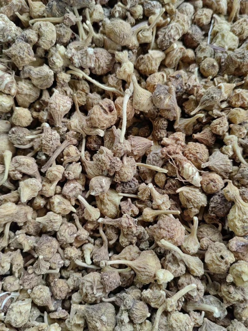 藏三七野生三七西藏三七