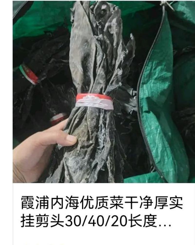福建海带头，35-40公分长，精品货无污染，一手货源