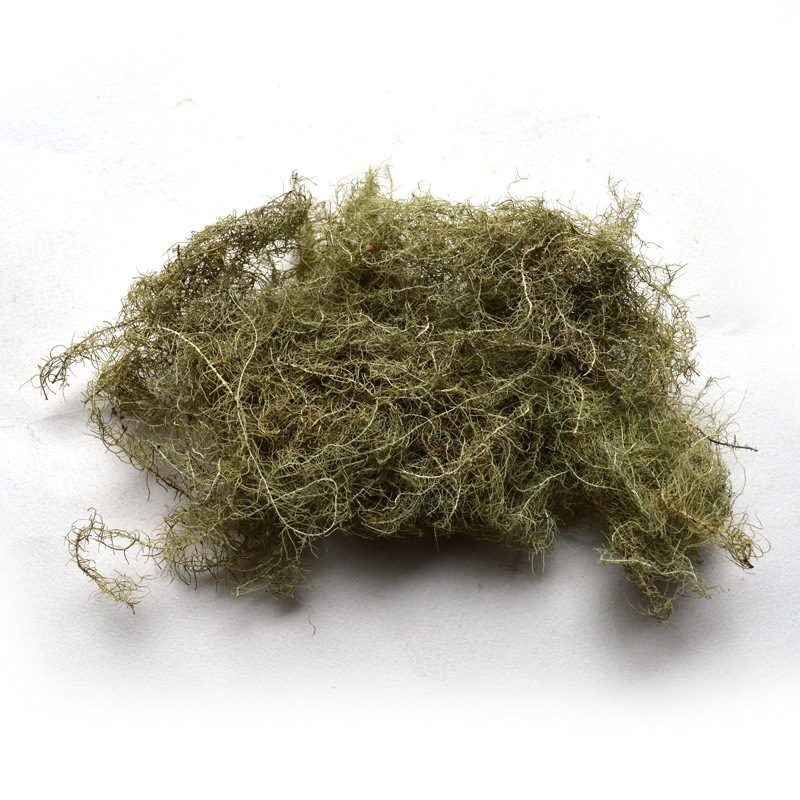 松萝药用菌