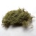 松萝药用菌
