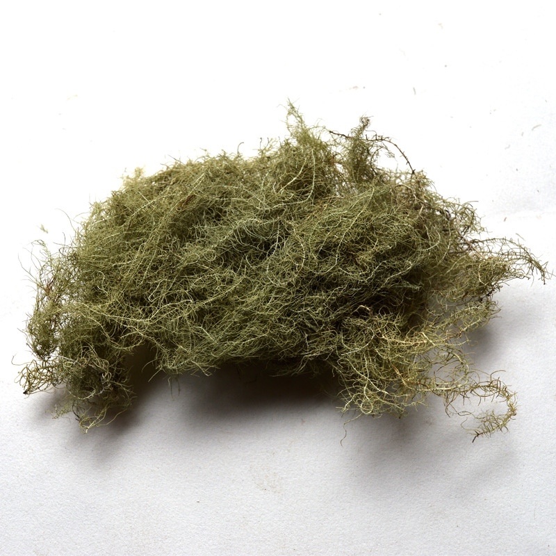 松萝药用菌
