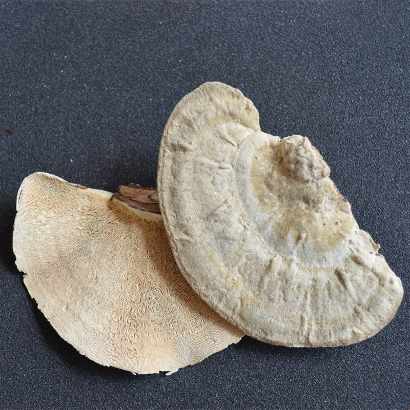 东方栓菌