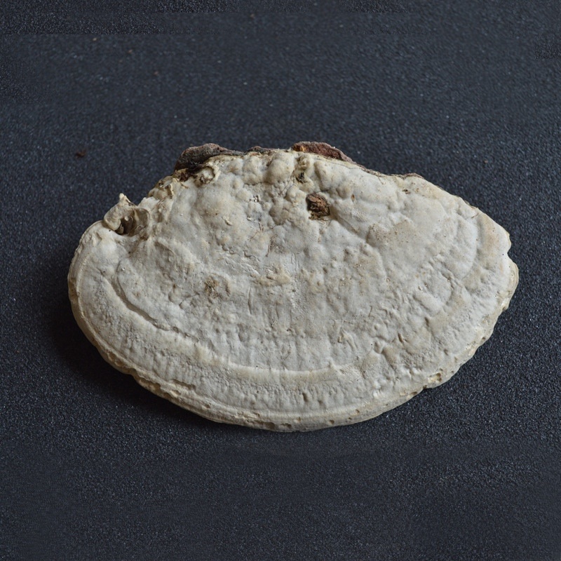 东方栓菌