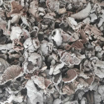 白参菌白参