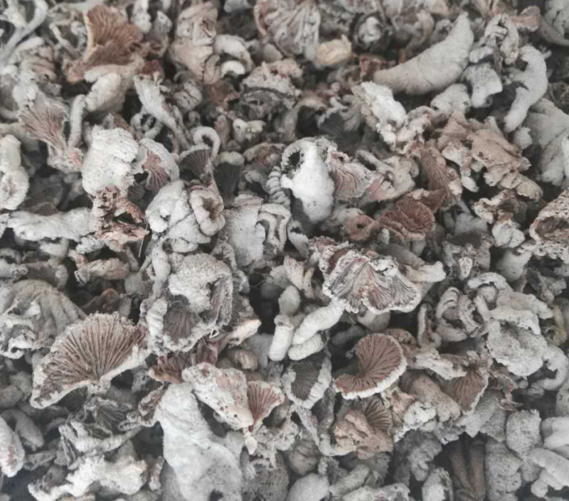 白参菌白参