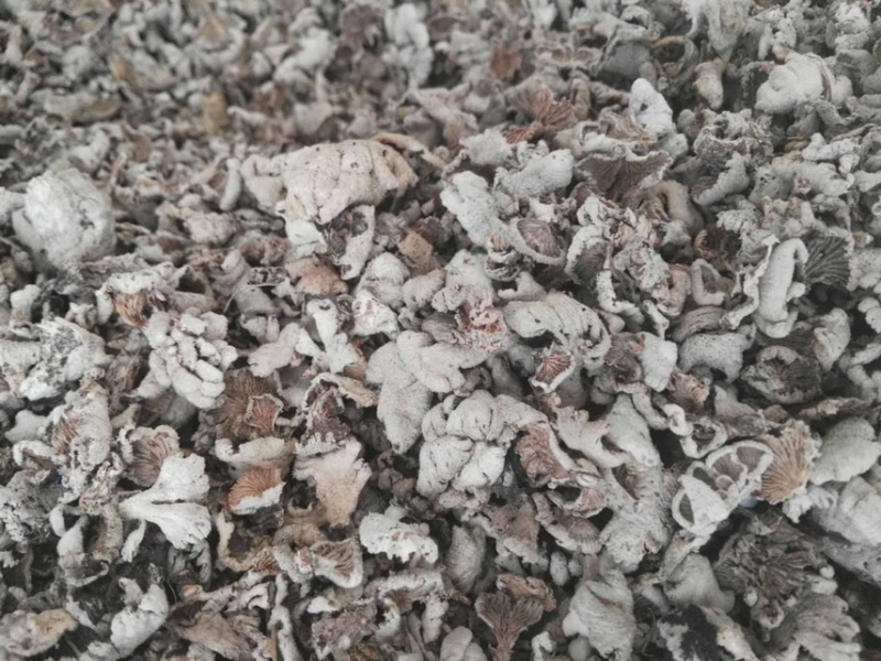 白参菌白参