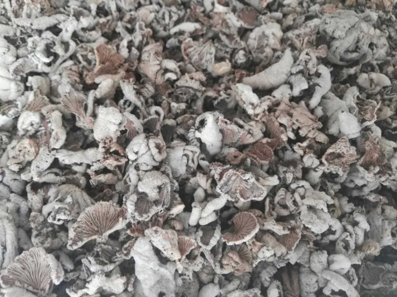 白参菌白参