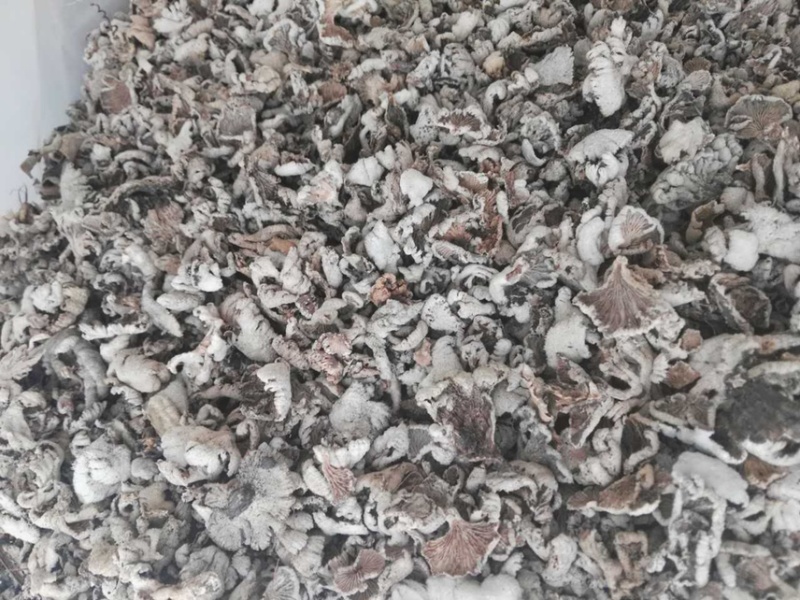 白参菌白参