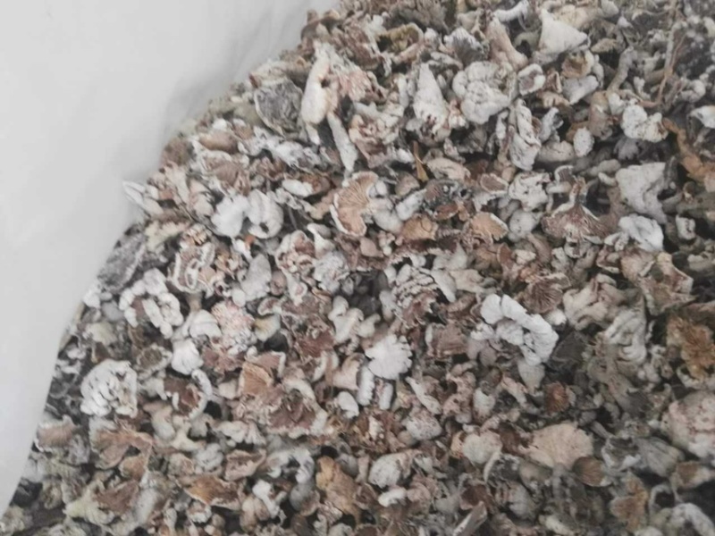 白参菌白参